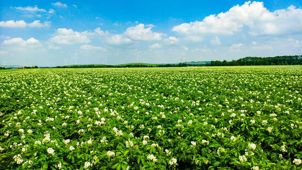JBO��Ѷ��(�й���)�ٷ���վũҵ������ݪֲ